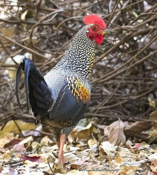 Gray Junglefowl - ML379710351