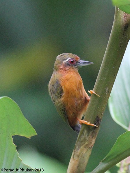 White-browed Piculet - ML379710571