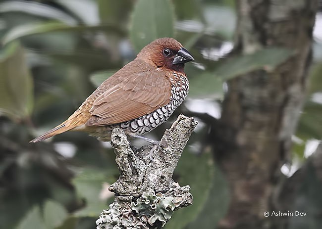 Scaly-breasted Munia (Checkered) - ML379710591