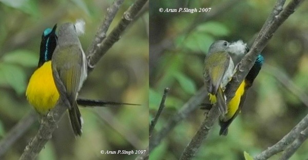 Green-tailed Sunbird (Green-tailed) - ML379710601