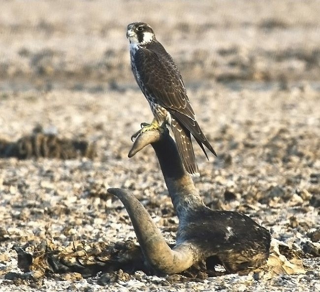 Peregrine Falcon (Tundra) - ML379710661