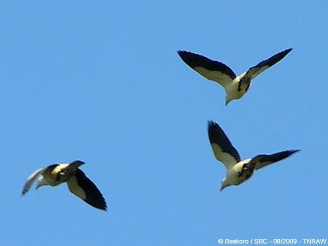 Pied Imperial-Pigeon - ML379710851