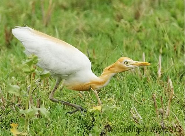 volavka dobytčí - ML379710931