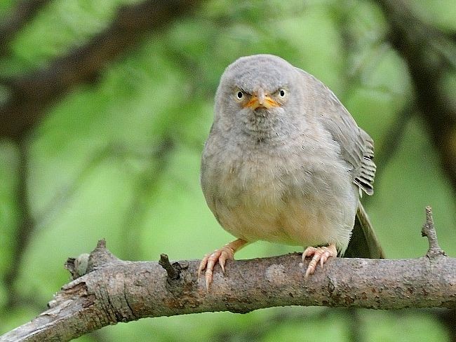 Jungle Babbler - ML379711031