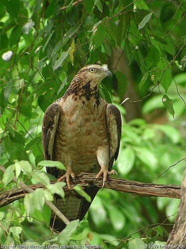 Oriental Honey-buzzard - ML379711141