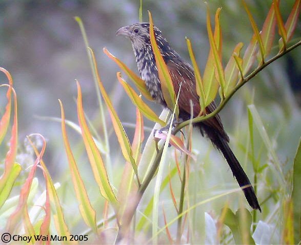 Lesser Coucal - Choy Wai Mun