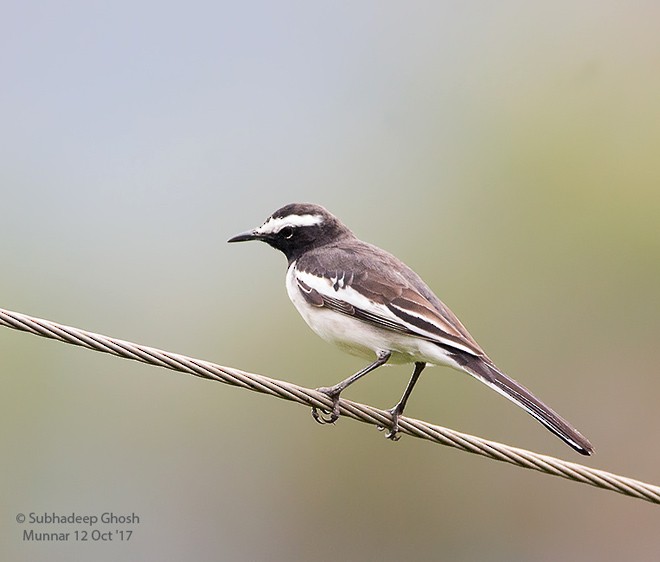 White-browed Wagtail - ML379711341