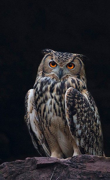 Rock Eagle-Owl - Sarawandeep Singh