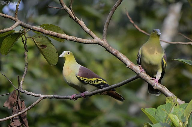 Ashy-headed Green-Pigeon - Raj Phukan