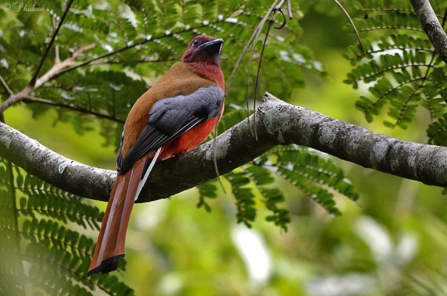 Red-headed Trogon - ML379711601