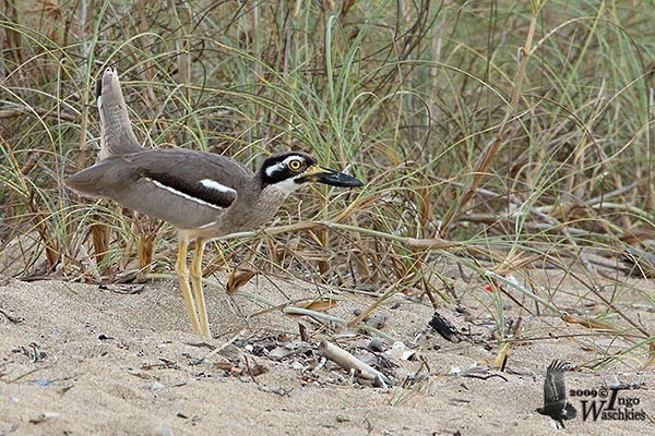 Beach Thick-knee - ML379711701