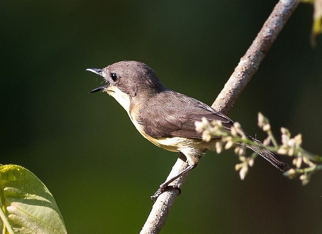 Golden-bellied Gerygone - ML379711811