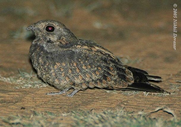 Savanna Nightjar - ML379711841