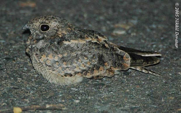 Savanna Nightjar - ML379711861