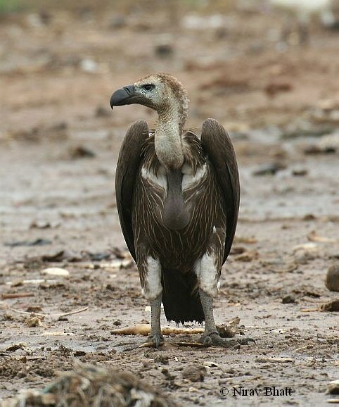 White-rumped Vulture - ML379711891