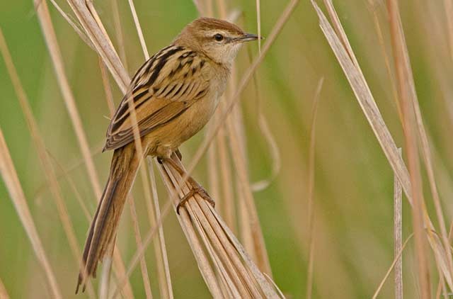 Striated Grassbird - ML379711901