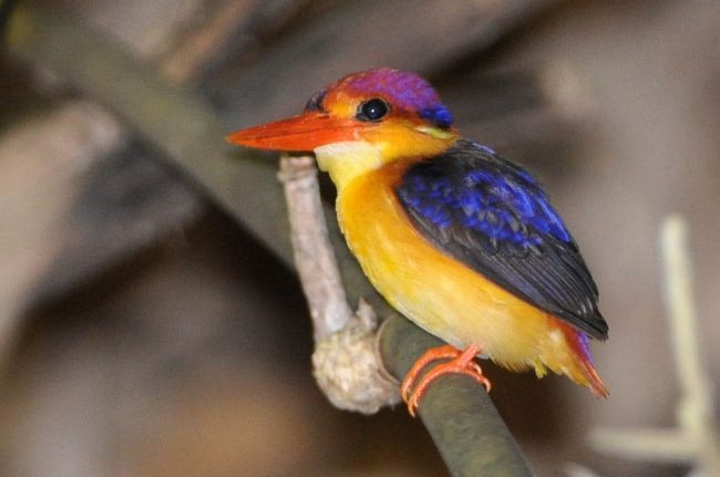 Black-backed Dwarf-Kingfisher - ML379712021