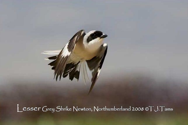 Lesser Gray Shrike - ML379712091