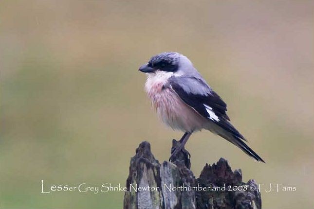 Lesser Gray Shrike - ML379712111