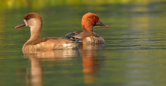 Red-crested Pochard - ML379712171