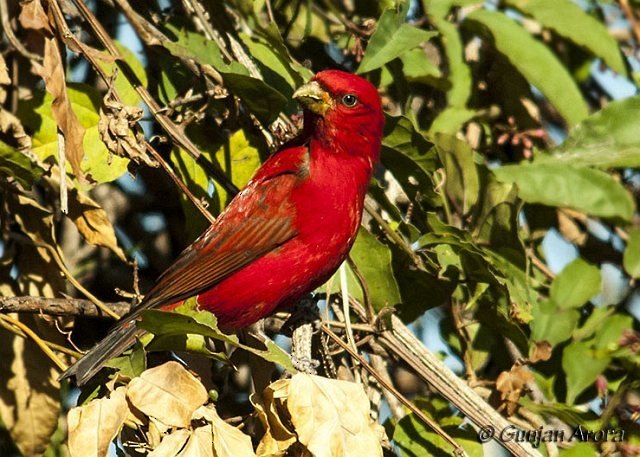 Scarlet Finch - ML379712221