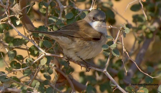 Lesser Whitethroat - Santanu  Chatterjee