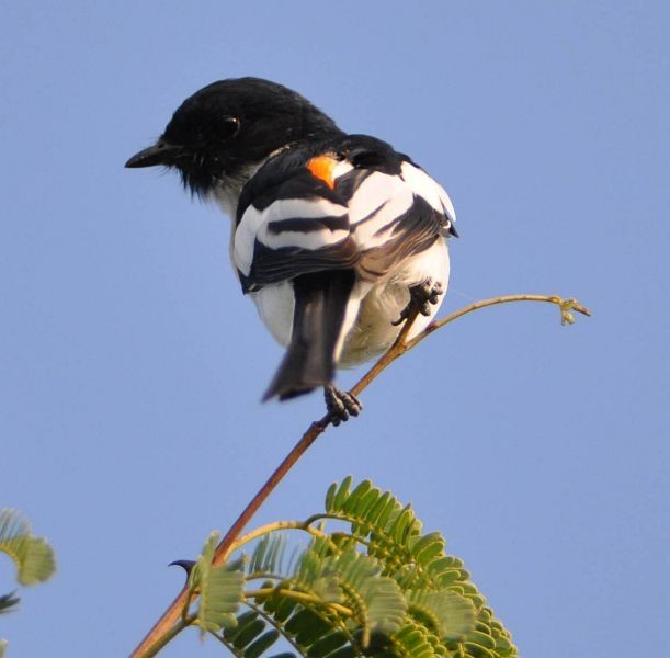 White-bellied Minivet - ML379712721