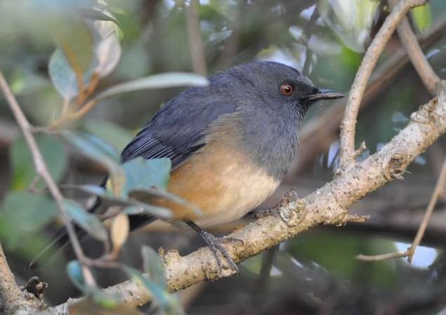 Nilgiri Sholakili - ML379712771