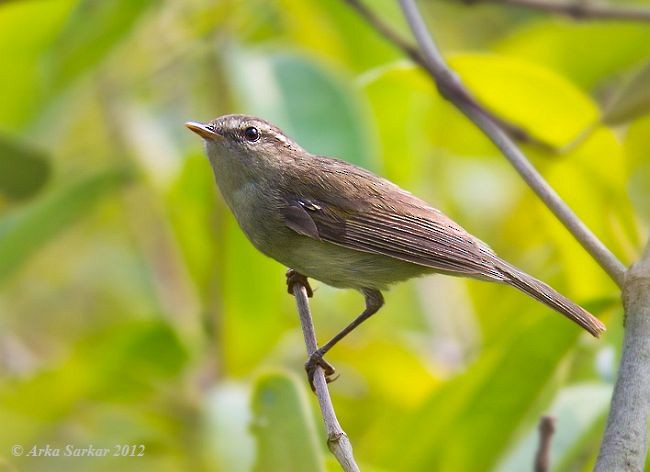 Dusky Warbler - ML379712801