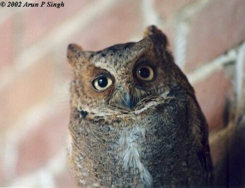 Oriental Scops-Owl (Oriental) - ML379712841