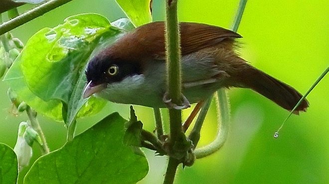 Dark-fronted Babbler (nigrifrons) - ML379712861