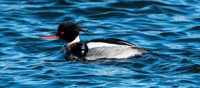 Red-breasted Merganser - ML379712881