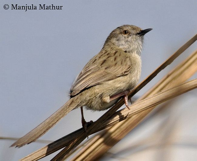 Prinia délicate - ML379713001