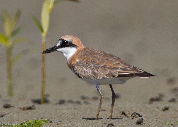 Greater Sand-Plover - ML379713021