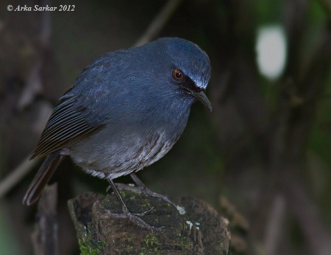 White-bellied Sholakili - ML379713211