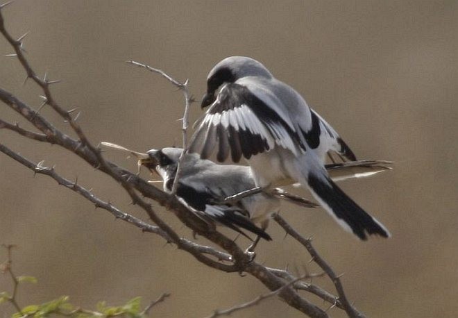Great Gray Shrike (Indian) - ML379713251