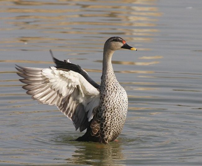 Indian Spot-billed Duck - ML379713281