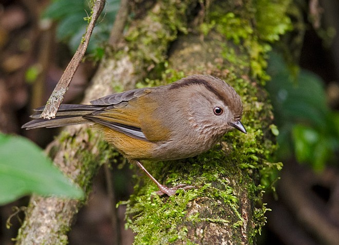 Fulvetta du Manipur - ML379713421