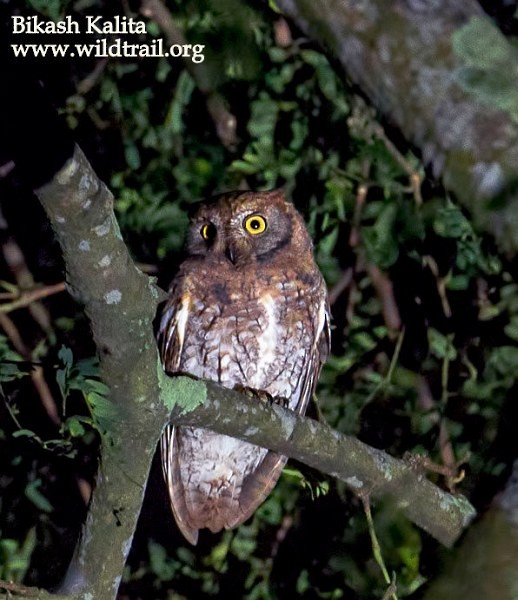 Oriental Scops-Owl (Oriental) - Bikash Kalita