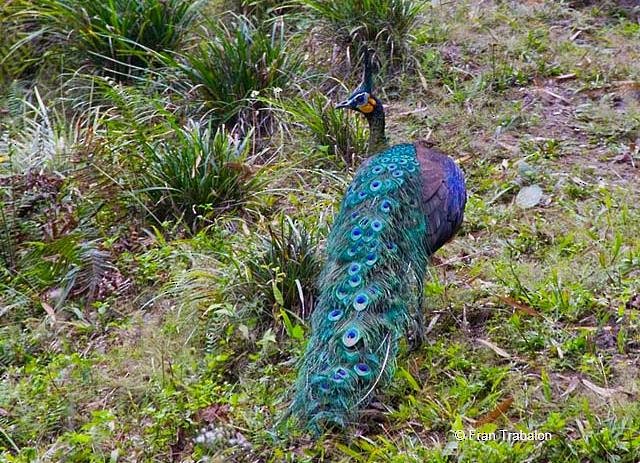 Green Peafowl - Fran Trabalon