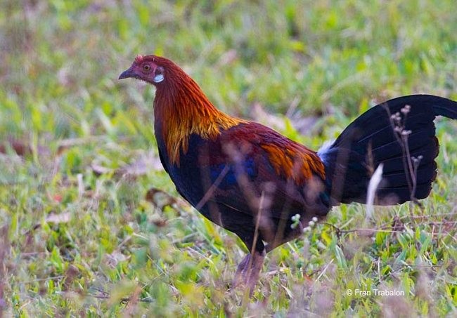 Red Junglefowl - ML379713801