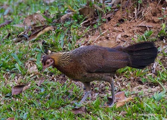 Red Junglefowl - Fran Trabalon