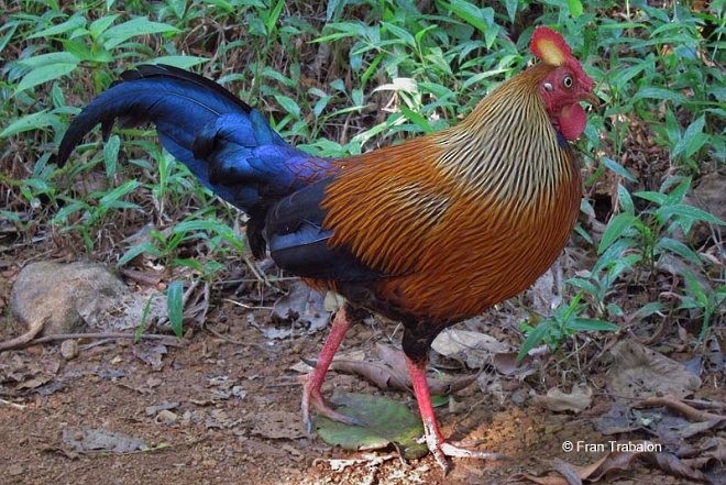 Sri Lanka Junglefowl - Fran Trabalon