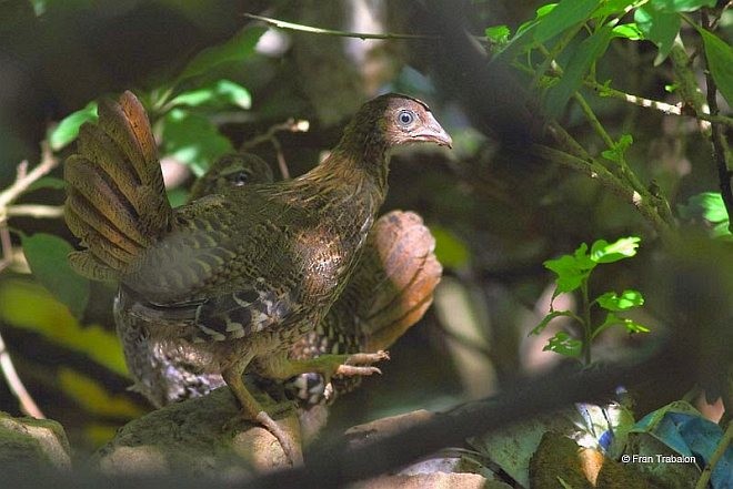 Sri Lanka Junglefowl - Fran Trabalon