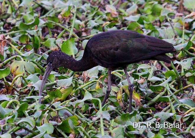 Glossy Ibis - ML379713921