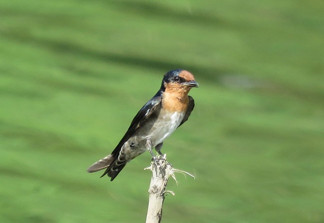 Pacific Swallow - ML379714001