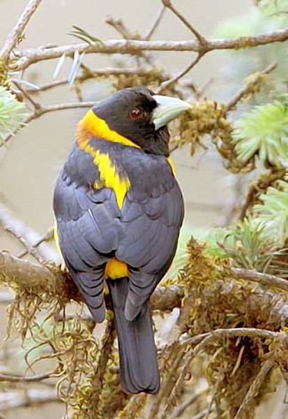 Collared Grosbeak - ML379714371