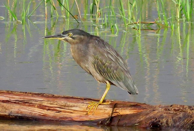 Airone striato - ML379714411