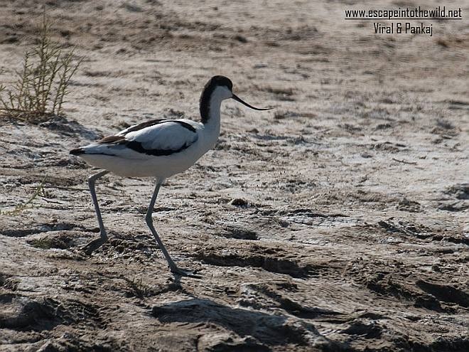 Pied Avocet - ML379714551