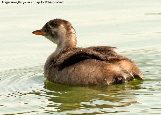 Little Grebe - ML379714591